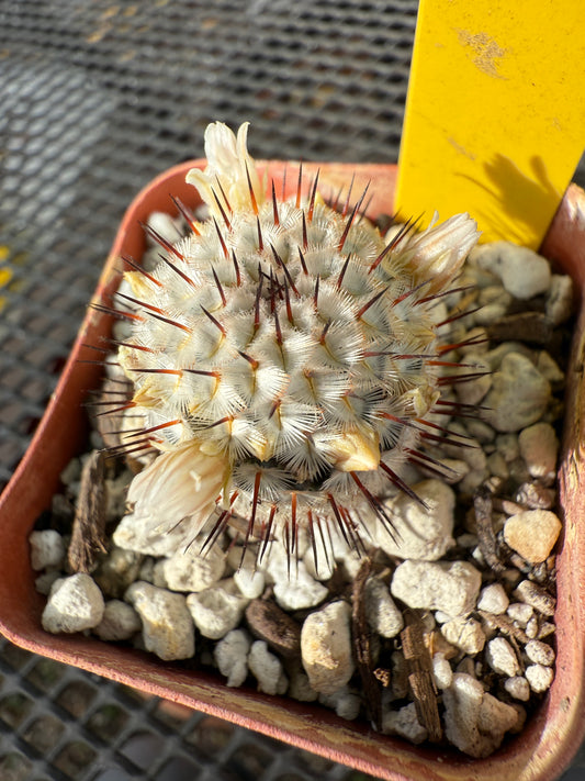 Mammillaria Perezdelarosae v Andersoniana cactus #3