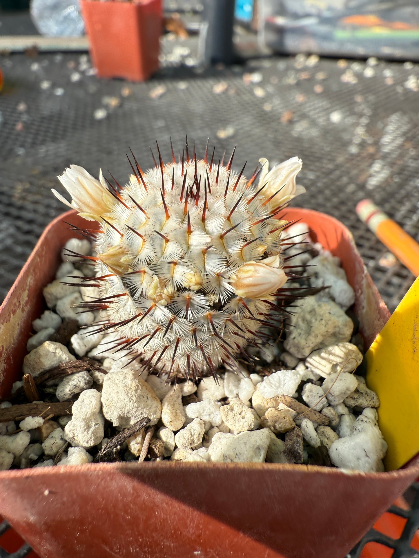 Mammillaria Perezdelarosae v Andersoniana cactus #3