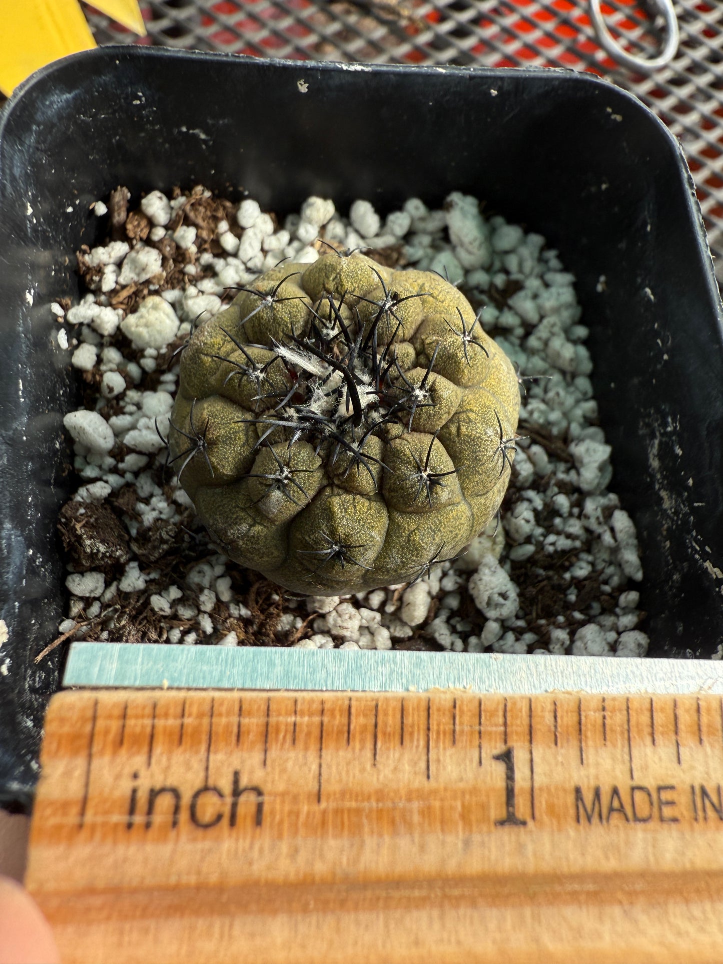 Copiapoa hypogea lizard skin #1