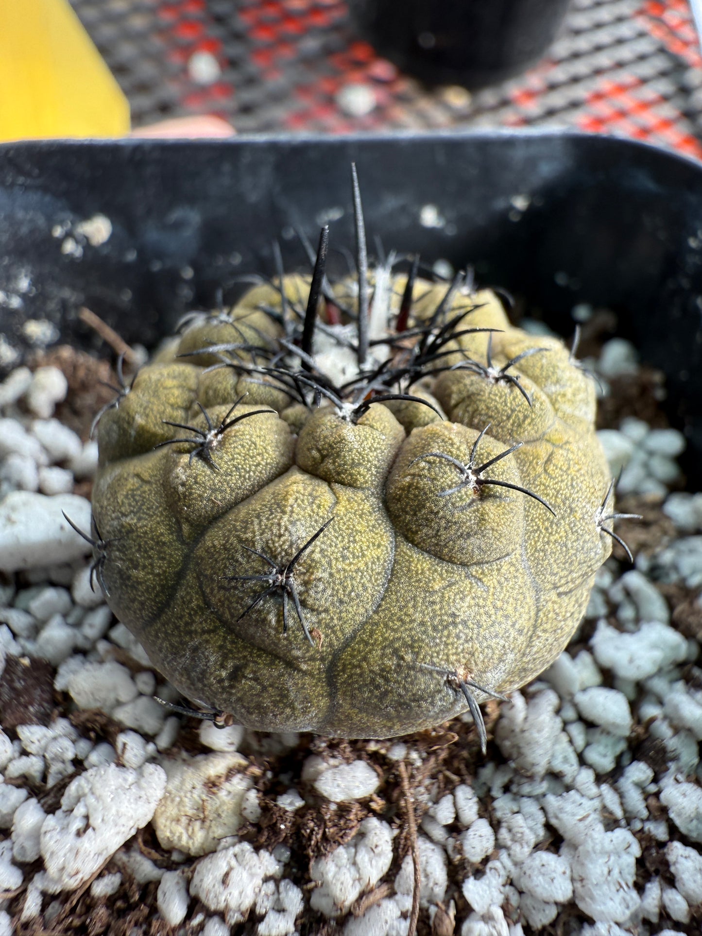 Copiapoa hypogea lizard skin #1