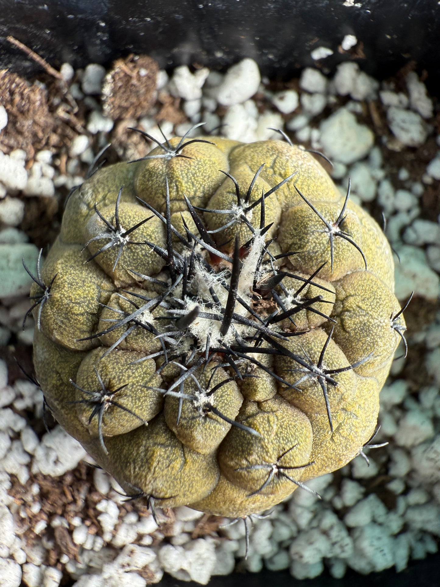 Copiapoa hypogea lizard skin #1