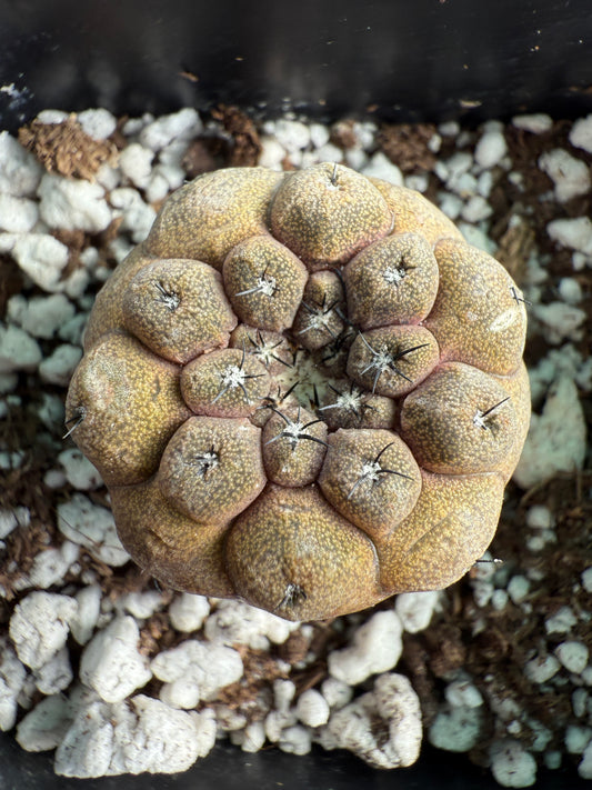 Copiapoa hypogea lizard skin #2