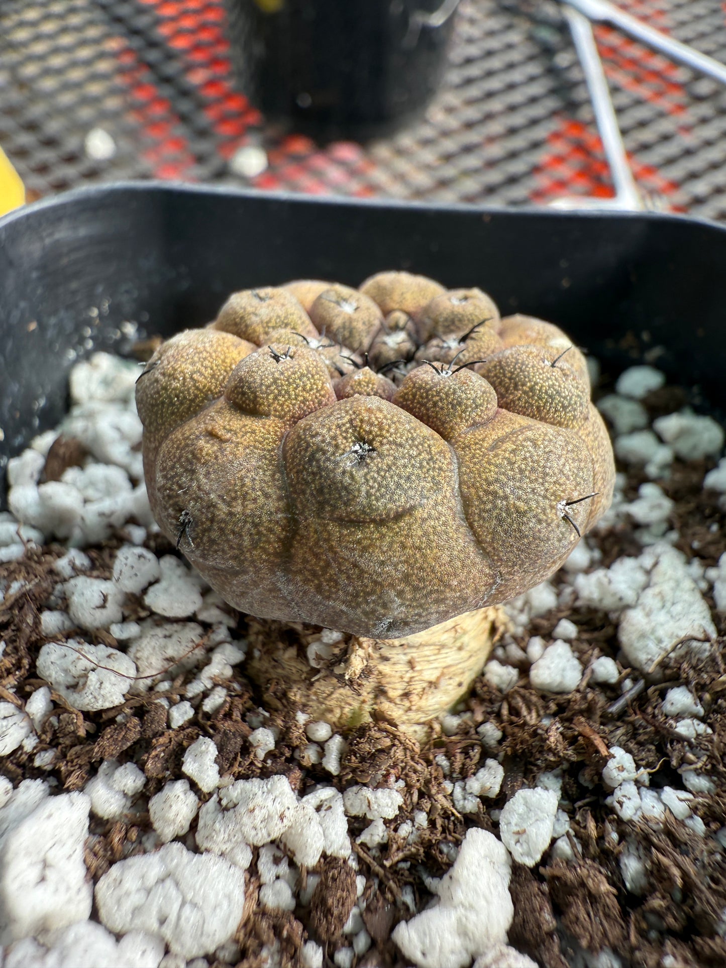 Copiapoa hypogea lizard skin #2