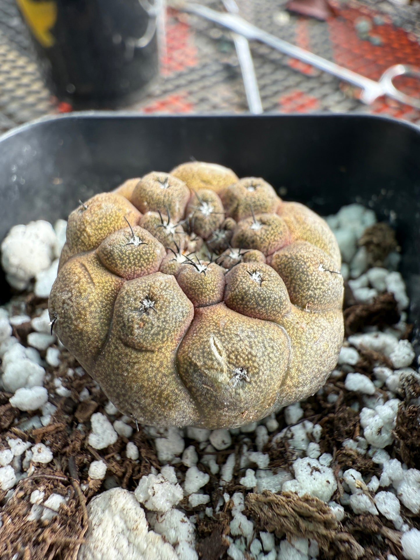 Copiapoa hypogea lizard skin #2