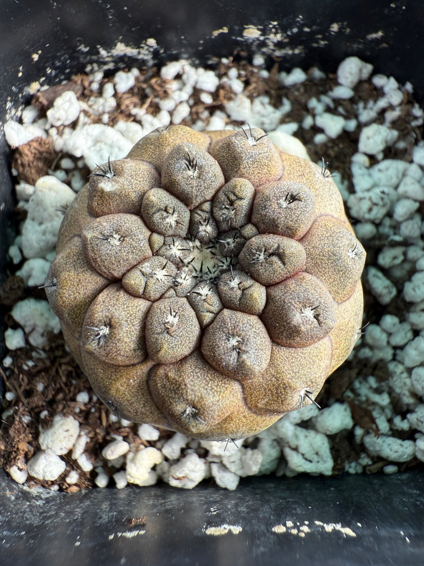 Copiapoa hypogea lizard skin #3