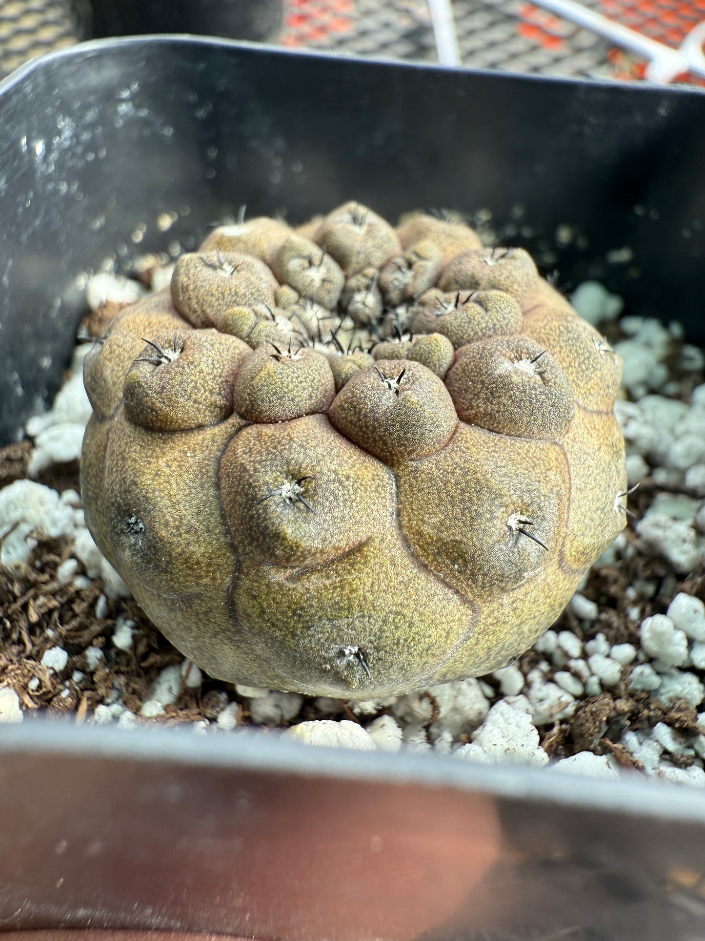 Copiapoa hypogea lizard skin #3