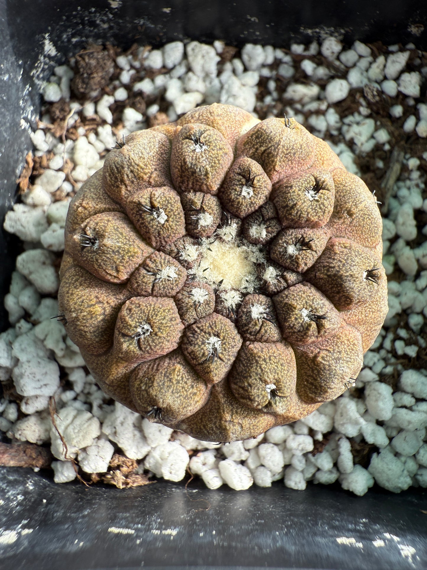 Copiapoa hypogea lizard skin #4