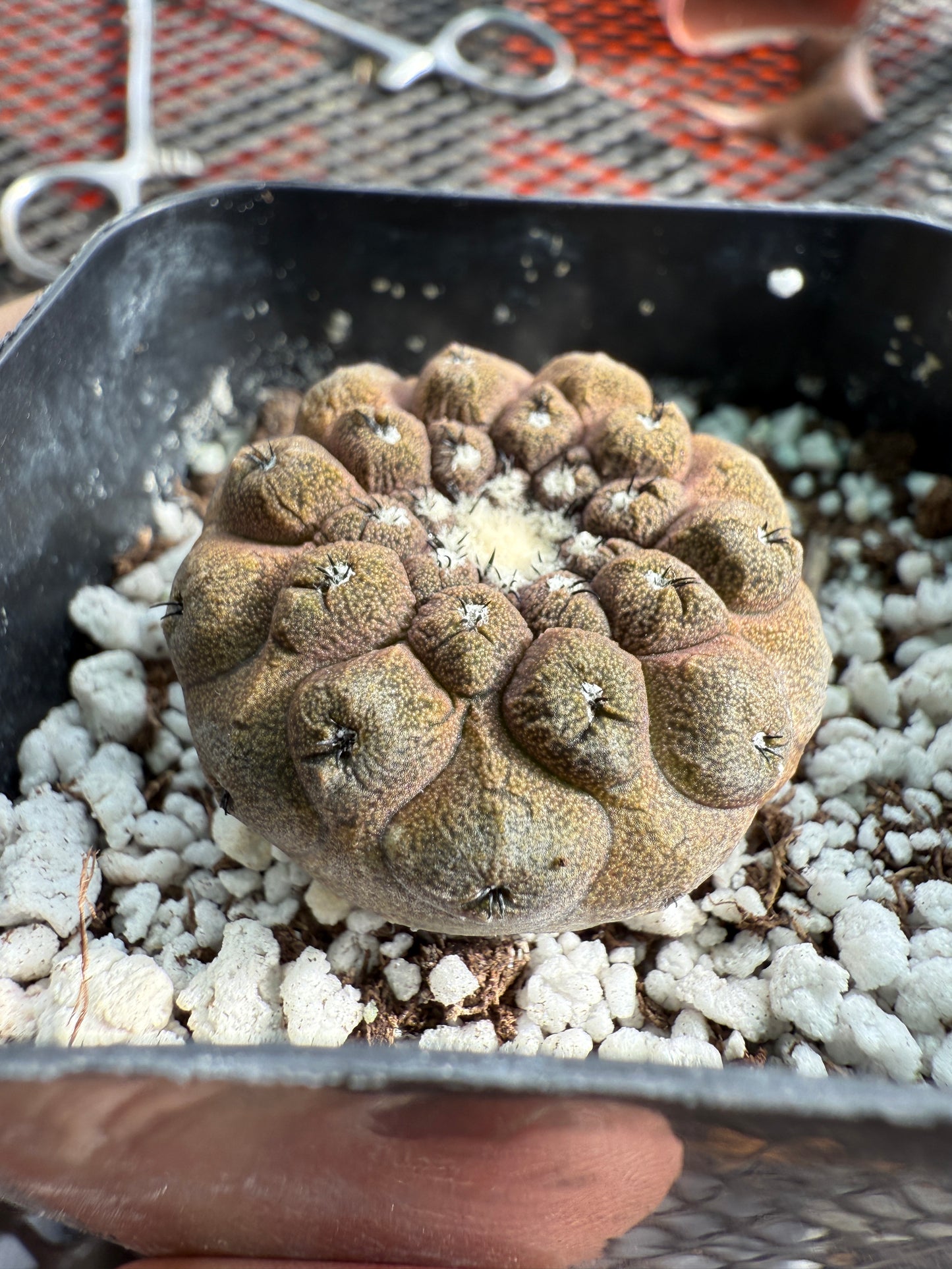 Copiapoa hypogea lizard skin #4