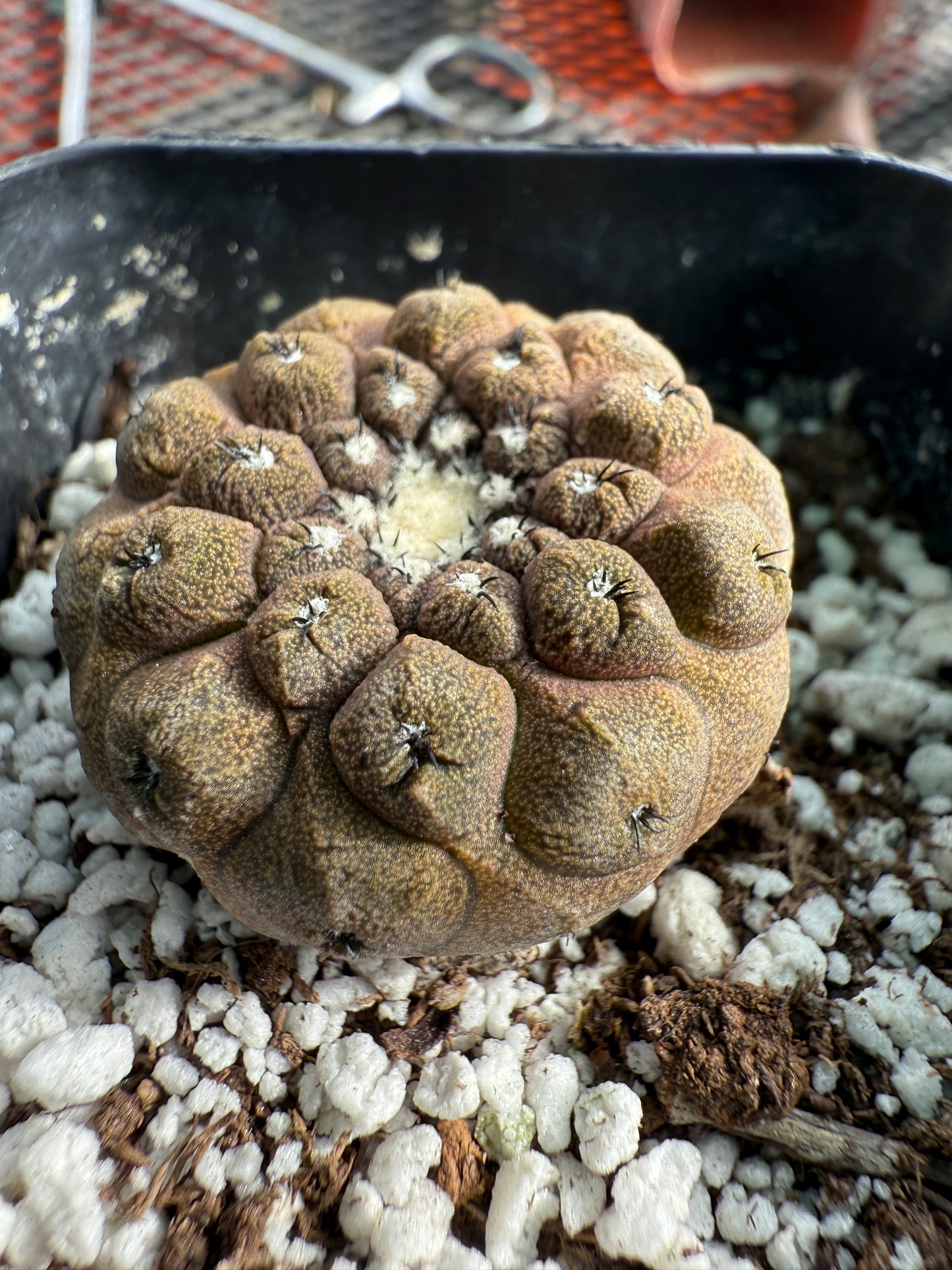 Copiapoa hypogea lizard skin #4