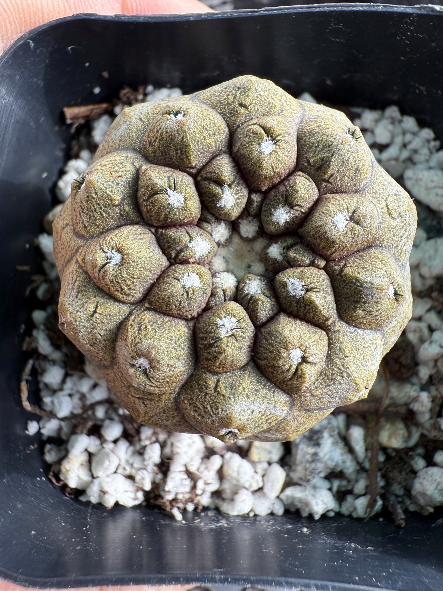 Copiapoa hypogea lizard skin #5