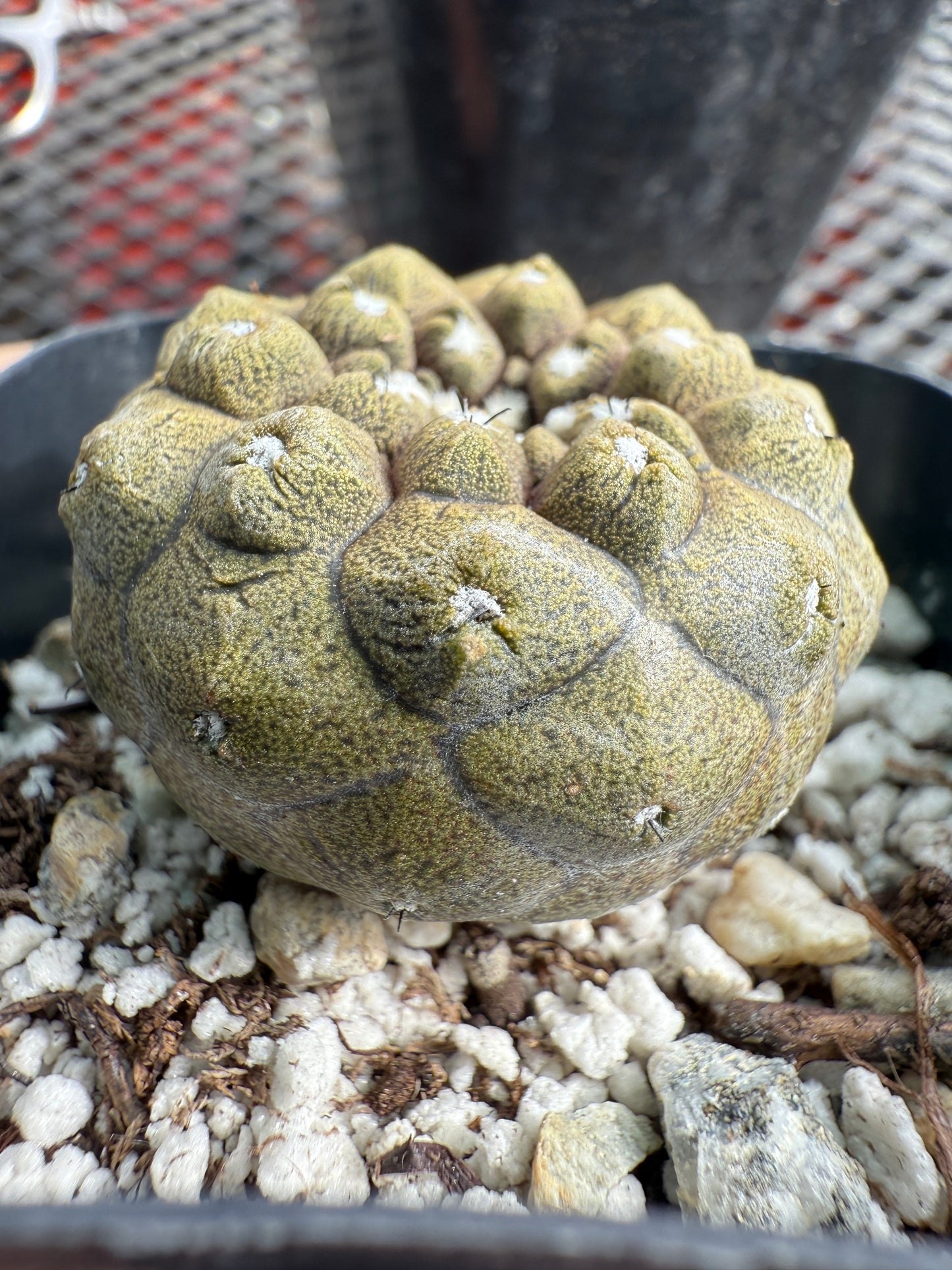 Copiapoa hypogea lizard skin #5