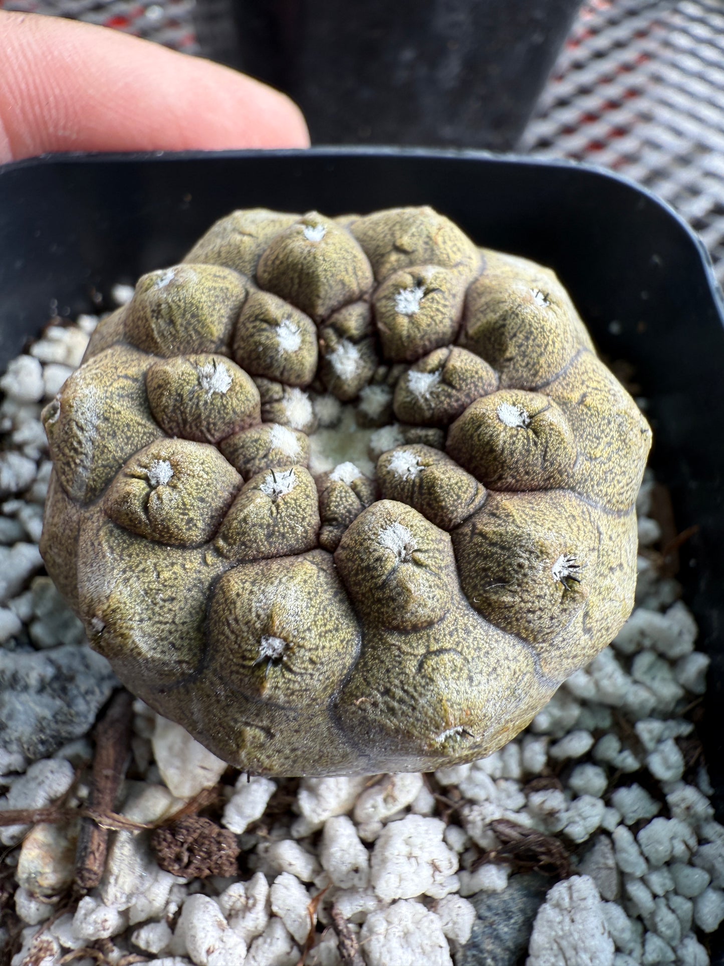 Copiapoa hypogea lizard skin #5