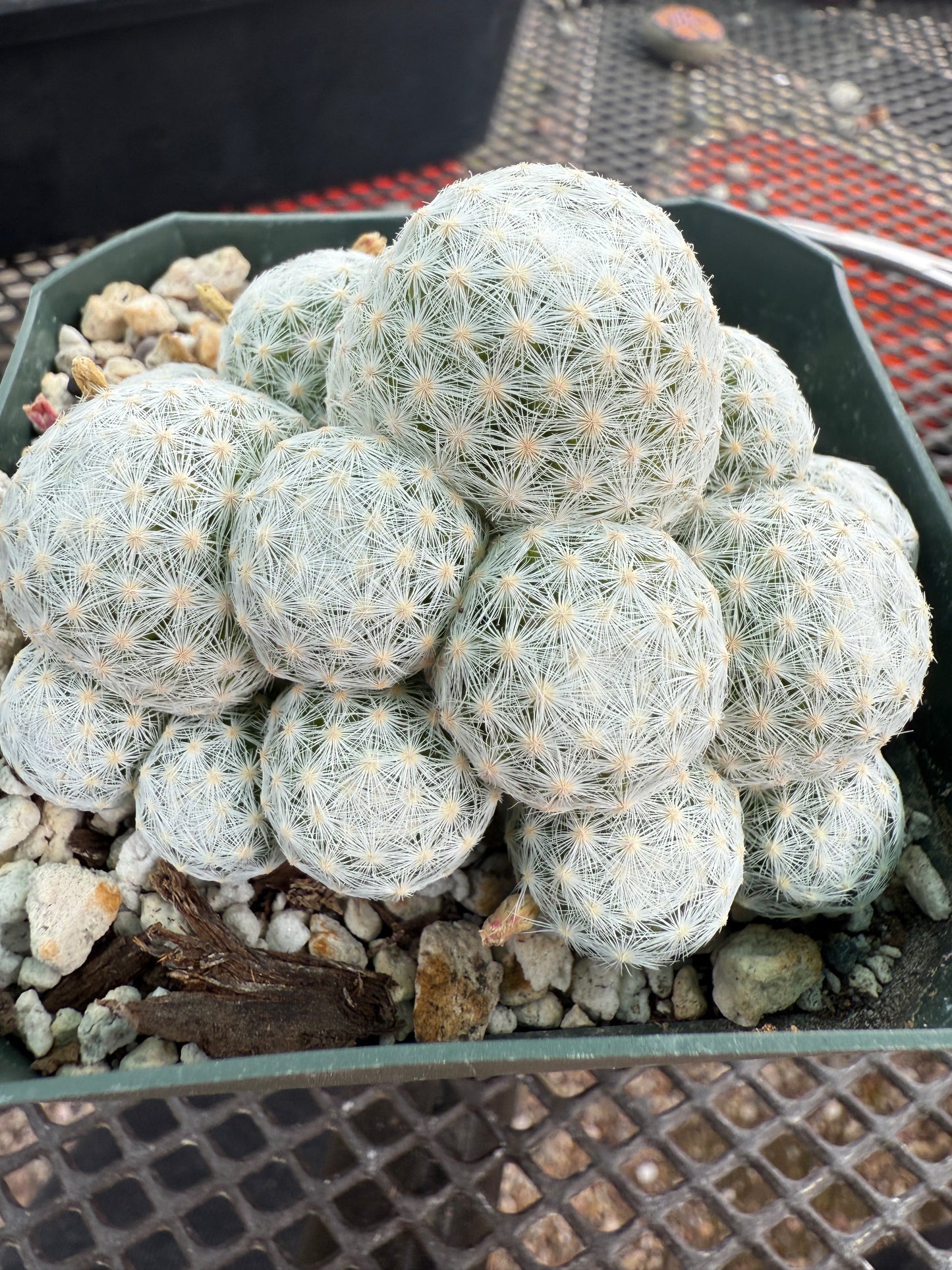 Mammillaria humboldtii cactus #1