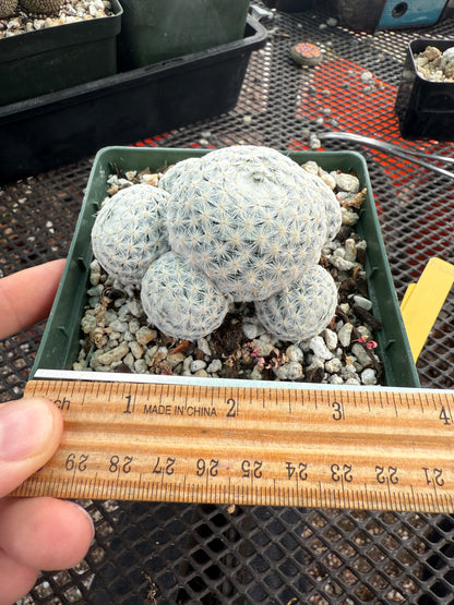 Mammillaria herrerae specimen in 4 inch pot