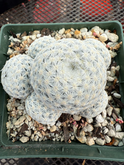 Mammillaria herrerae specimen in 4 inch pot