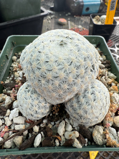 Mammillaria herrerae specimen in 4 inch pot