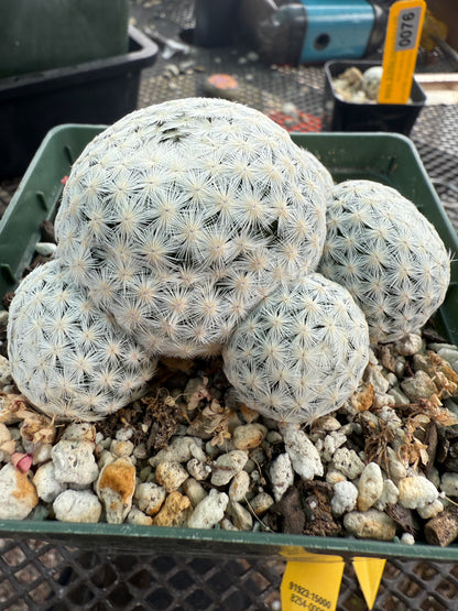 Mammillaria herrerae specimen in 4 inch pot