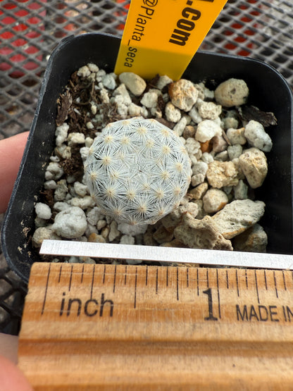 Mammillaria herrerae rare cactus in 2 inch pot