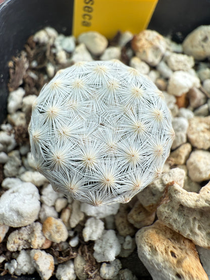 Mammillaria herrerae rare cactus in 2 inch pot