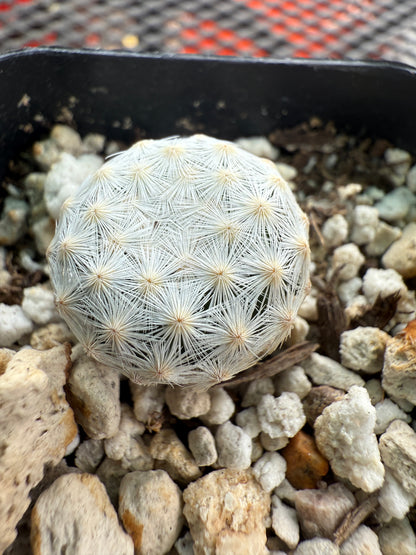 Mammillaria herrerae rare cactus in 2 inch pot