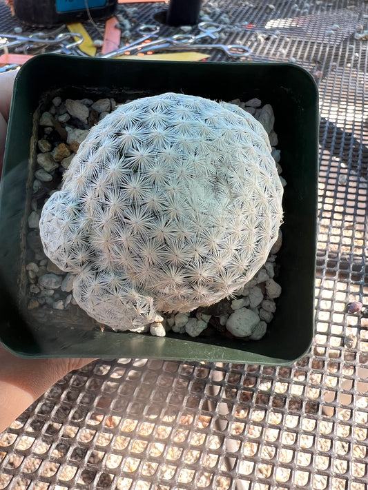 Mammillaria herrerae miniature cactus pupping in a 3.25 inch pot