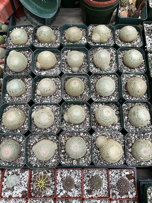 Mammillaria lenta with pups, pack of 3 plants, free shipping