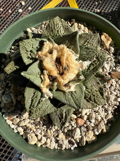 Ariocarpus hybrid cactus in 6 inch pot beautiful plant