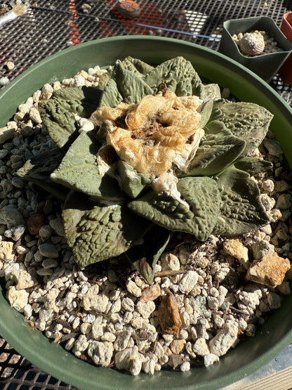 Ariocarpus hybrid cactus in 6 inch pot beautiful plant
