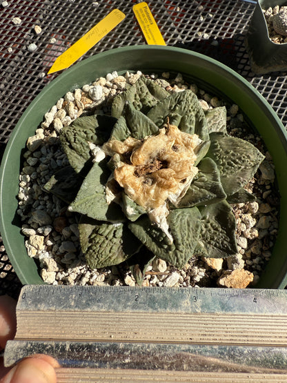 Ariocarpus hybrid cactus in 6 inch pot beautiful plant