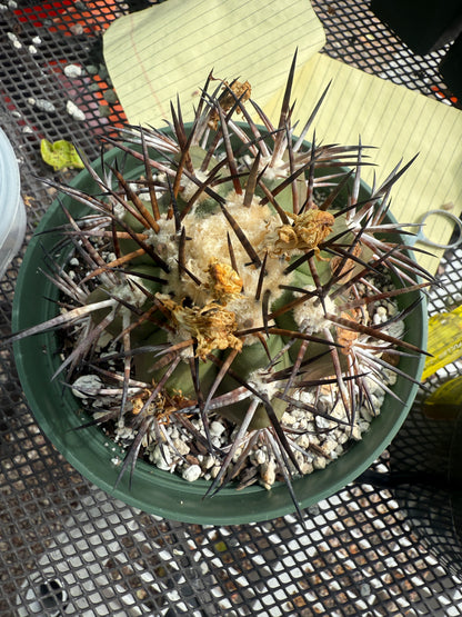Copiapoa echinoides specimen babies included