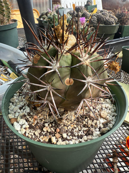 Copiapoa echinoides specimen babies included