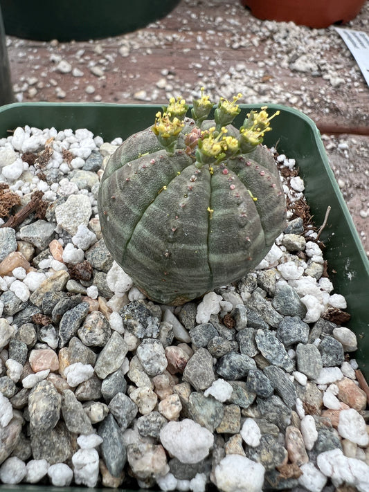 Euphorbia obesa in 3.25 inch pot #2