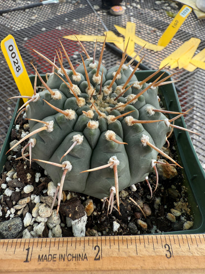 Gymnocalycium vatteri rare cactus 0028