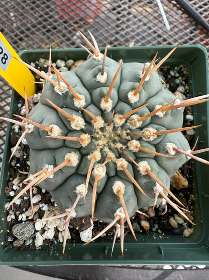 Gymnocalycium vatteri rare cactus 0028