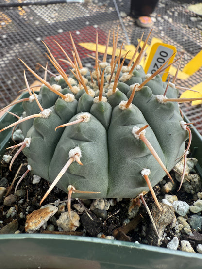 Gymnocalycium vatteri rare cactus 0028