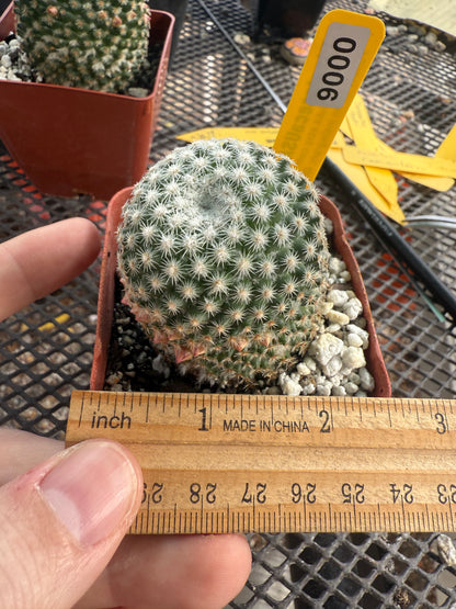 Mammillaria lanata very rare cactus 0006
