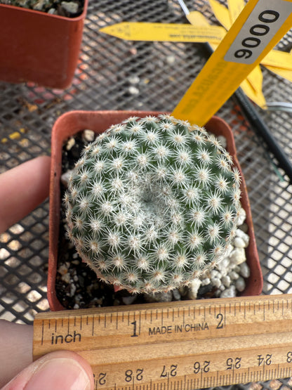 Mammillaria lanata very rare cactus 0006