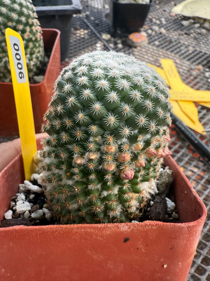 Mammillaria lanata very rare cactus 0006