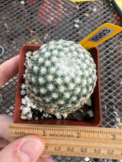 Mammillaria lanata very rare cactus 0003