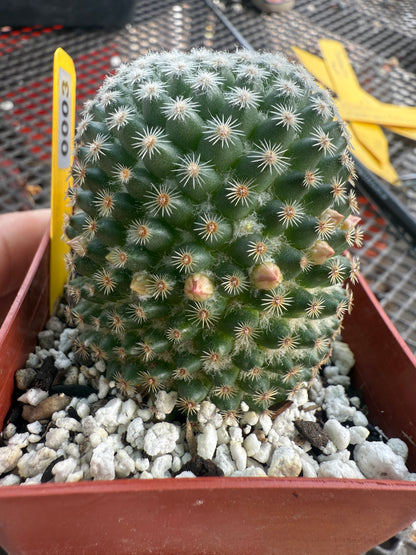 Mammillaria lanata very rare cactus 0003