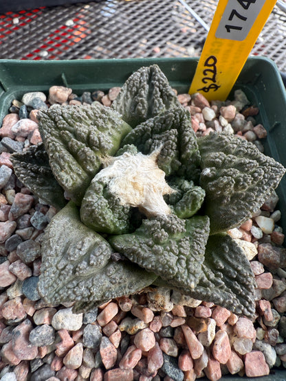 Ariocarpus Godzilla cactus nice plant 1743