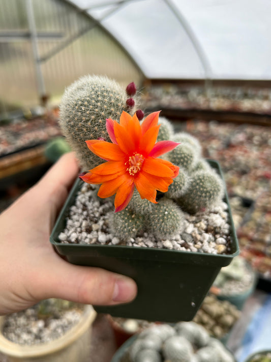 Rebutia hoffmannii cactus in 4.25 inch pot flowers soon(2/22)
