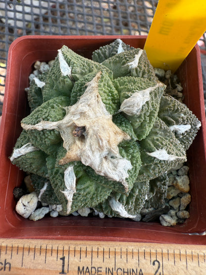 Ariocarpus kotschoubeyanus x Godzilla on graft 0075
