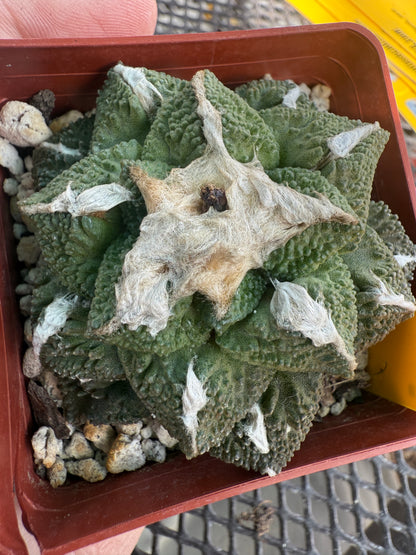 Ariocarpus kotschoubeyanus x Godzilla on graft 0075