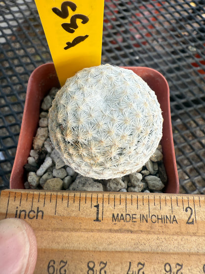Mammillaria herrerae rare cactus 0921