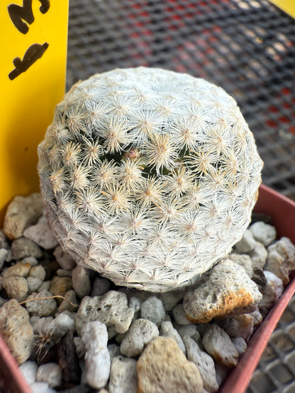 Mammillaria herrerae rare cactus 0921