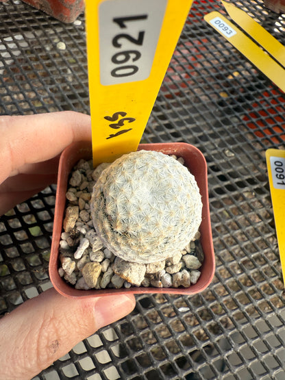 Mammillaria herrerae rare cactus 0921