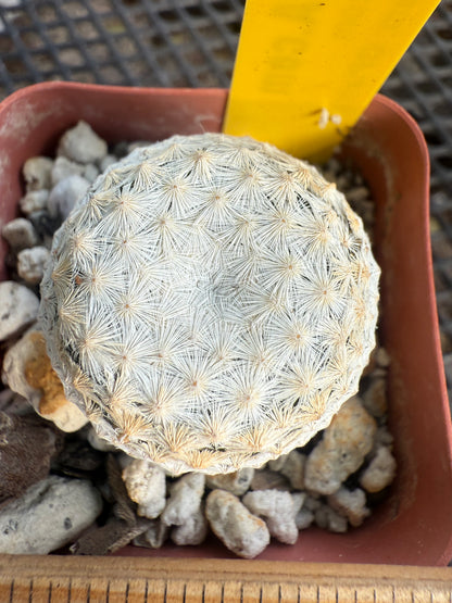 Mammillaria herrerae rare cactus 0093