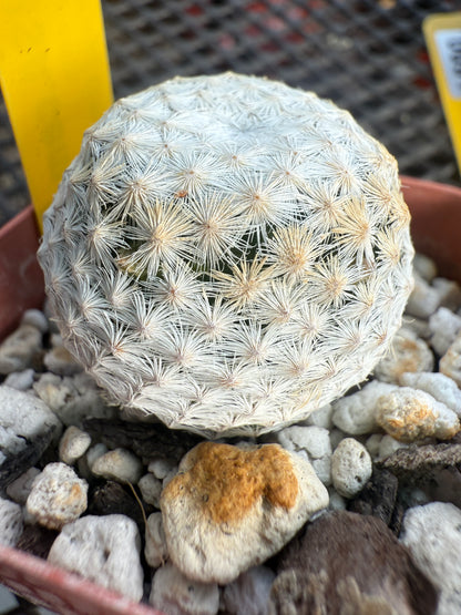Mammillaria herrerae rare cactus 0093