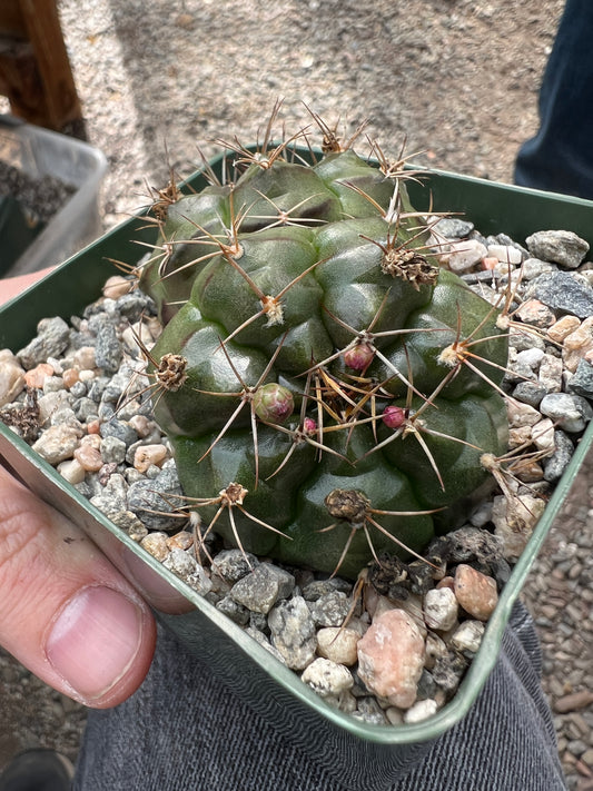Gymnocalycium tucovacense two headed cactus very nice in 3/25 inch pot